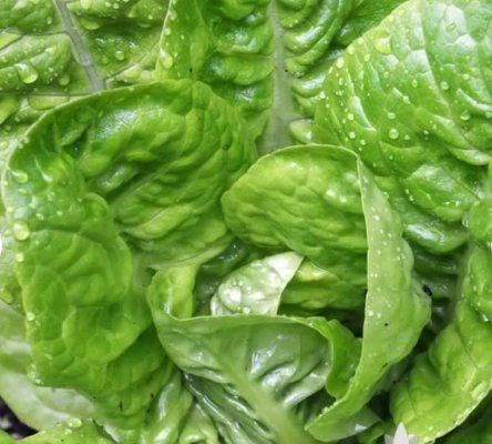 Vegetable 1000 Seeds Little Gem Lettuce For Garden