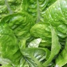 Vegetable 1000 Seeds Little Gem Lettuce For Garden