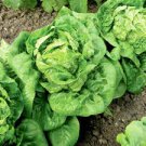 Gem Lettuce Vegetable 2000 Seeds Little For Garden