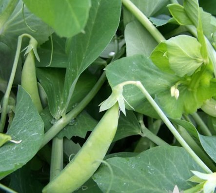 Vegetable 60 Seeds Sugar Ann Snap Pea For Garden
