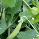 Vegetable 60 Seeds Sugar Ann Snap Pea For Garden