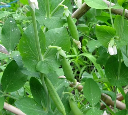 Sugar Ann Snap Pea Vegetable 120 Seeds For Garden