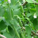 Sugar Ann Snap Pea Vegetable 120 Seeds For Garden