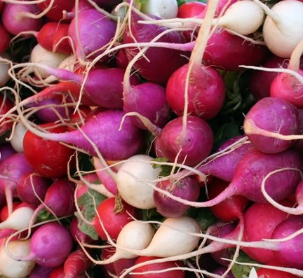 Vegetable 500 Seeds Easter Egg Radish For Garden