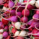 Vegetable 500 Seeds Easter Egg Radish For Garden