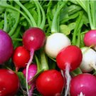 Radish For Garden Vegetable 1000 Seeds Easter Egg