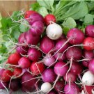 Radish For Garden Easter Egg Vegetable 2000 Seeds