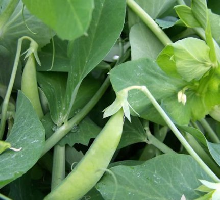 Vegetable 60 Seeds Sugar Ann Snap Pea For Garden