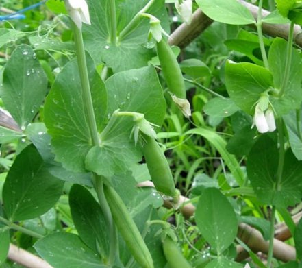 Sugar Ann Snap Pea Vegetable 120 Seeds For Garden