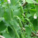 Sugar Ann Snap Pea Vegetable 120 Seeds For Garden