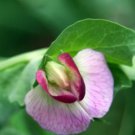 Pea Vegetable 240 Seeds Sugar Ann Snap For Garden