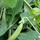 Ann Snap Pea Vegetable 480 Seeds Sugar For Garden