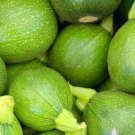 20 Seeds Tatume Summer Squash Seeds Vegetable For Garden