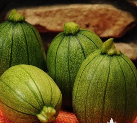 Squash Seeds Vegetable 40 Seeds Tatume Summer For Garden