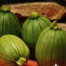 Squash Seeds Vegetable 40 Seeds Tatume Summer For Garden