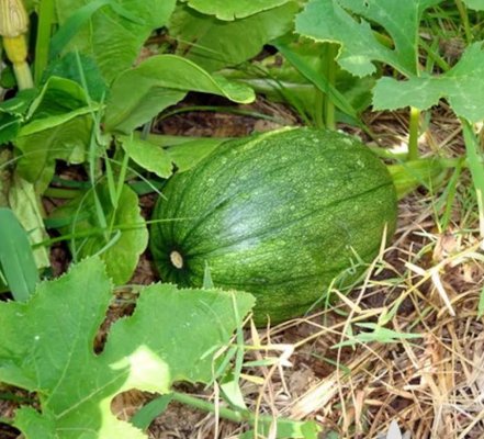 Vegetable 80 Seeds Tatume Summer Squash Seeds For Garden