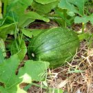 Vegetable 80 Seeds Tatume Summer Squash Seeds For Garden
