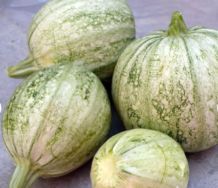 Vegetable 20 Seeds Ronde de Nice Summer Squash Zucchini For Garden