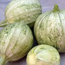 Vegetable 20 Seeds Ronde de Nice Summer Squash Zucchini For Garden