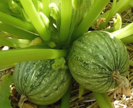 Summer Squash Zucchini Vegetable 40 Seeds Ronde de Nice For Garden