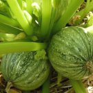 Summer Squash Zucchini Vegetable 40 Seeds Ronde de Nice For Garden