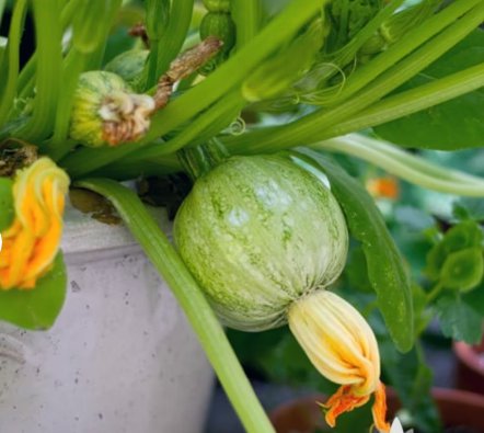 Zucchini Vegetable 80 Seeds Ronde de Nice Summer Squash For Garden