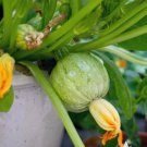 Zucchini Vegetable 80 Seeds Ronde de Nice Summer Squash For Garden