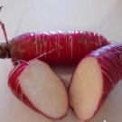 China Rose Radish Vegetable 500 Seeds For Garden