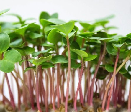 1000 Seeds China Rose Radish Vegetable For Garden