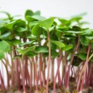 1000 Seeds China Rose Radish Vegetable For Garden