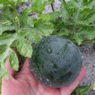 Sugar Baby Watermelon Vegetable 60 Seeds For Garden