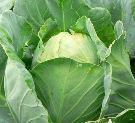 Vegetable Early Jersey Wakefield Cabbage 150 Seeds For Garden
