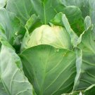 Vegetable Early Jersey Wakefield Cabbage 150 Seeds For Garden