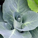 cabbage 300 Seeds Vegetable Early Jersey Wakefield For Garden