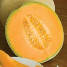 20 Seeds Hales Best Jumbo Cantaloupe Vegetable For Garden