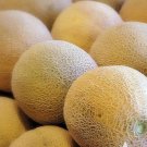 Cantaloupe 80 Seeds Hales Best Jumbo Vegetable For Garden