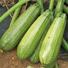 Vegetable 40 Seeds Tender Grey Zucchini For Garden