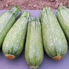 Vegetable 80 Seeds Tender Grey Zucchini For Garden
