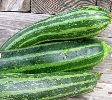 20 Seeds Vegetable Cocozelle Summer Squash Zucchini For Garden