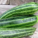 20 Seeds Vegetable Cocozelle Summer Squash Zucchini For Garden