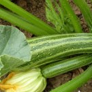 Cocozelle Summer Squash Zucchini 40 Seeds Vegetable For Garden
