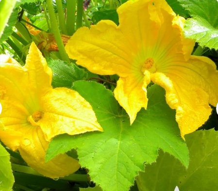 Zucchini 60 Seeds Vegetable Cocozelle Summer Squash For Garden