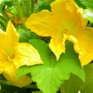 Zucchini 60 Seeds Vegetable Cocozelle Summer Squash For Garden