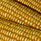 50 Seeds Vegetable Trucker's Favorite Yellow Corn For Garden