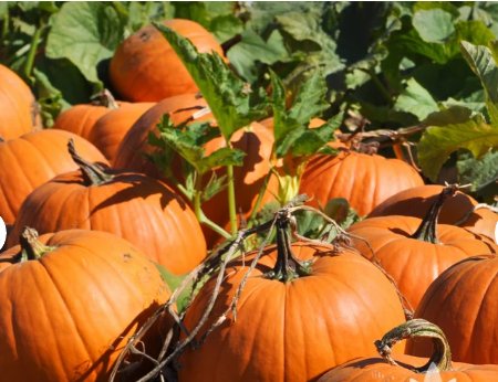 20 Seeds Vegetable Connecticut Field Pumpkin Seeds Jack O-Lantern Pumpkin For Garden