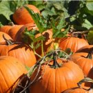 20 Seeds Vegetable Connecticut Field Pumpkin Seeds Jack O-Lantern Pumpkin For Garden