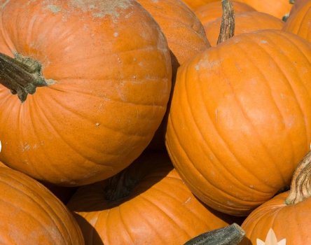 Connecticut Field Pumpkin Seeds Jack 40 Seeds Vegetable O-Lantern Pumpkin For Garden