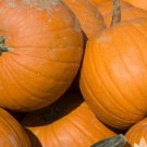 Connecticut Field Pumpkin Seeds Jack 40 Seeds Vegetable O-Lantern Pumpkin For Garden