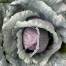150 Seeds Vegetable Red Acre Cabbage For Garden