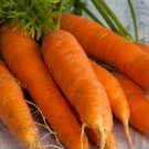 300 Seeds Vegetable Bambino Carrot Heirloom Seeds For Garden